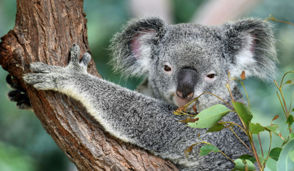 Australia Photo by David Clode on Unsplash resized v3